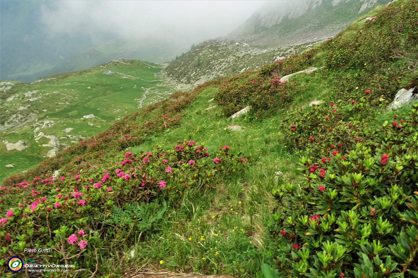 76 Seguendo il sentierino tra estese fioriture di rododendri....JPG